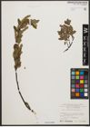 Foto von Salix waldsteiniana Willd.